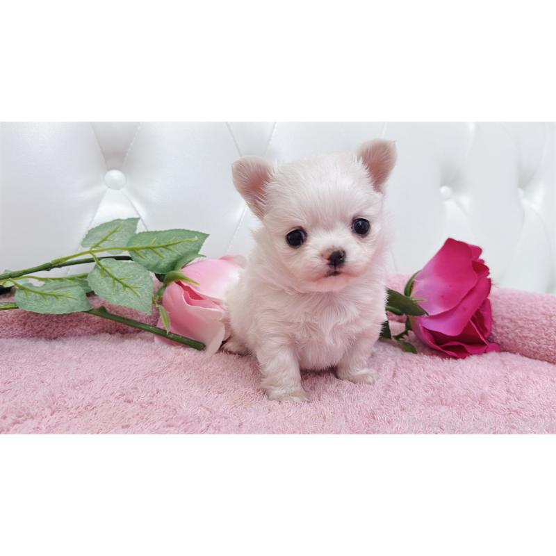 販売中の埼玉県のチワワ(ロングコート)-432344