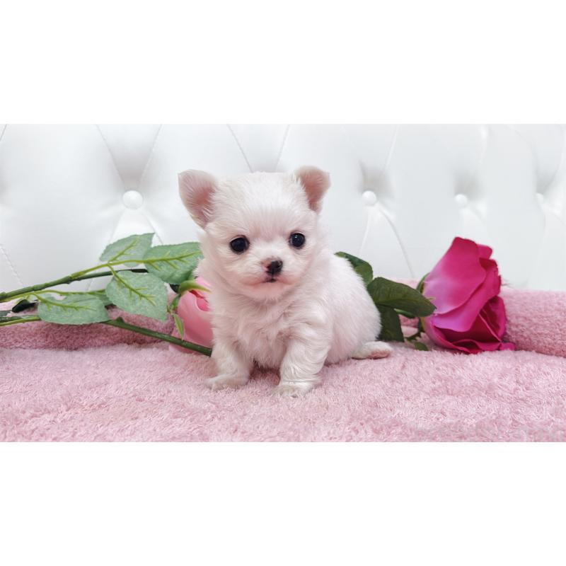 販売中の埼玉県のチワワ(ロングコート)-432344の11枚目