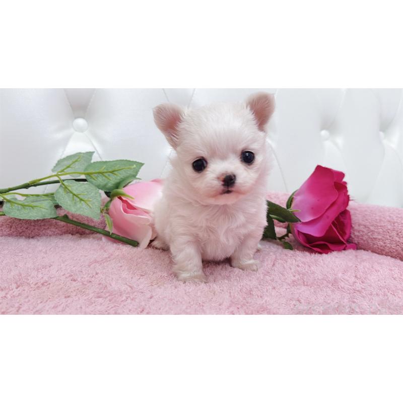 販売中の埼玉県のチワワ(ロングコート)-432344の10枚目