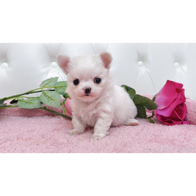 販売中の埼玉県のチワワ(ロングコート)-432344の9枚目