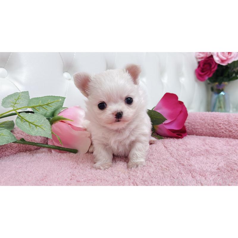 販売中の埼玉県のチワワ(ロングコート)-432344の8枚目