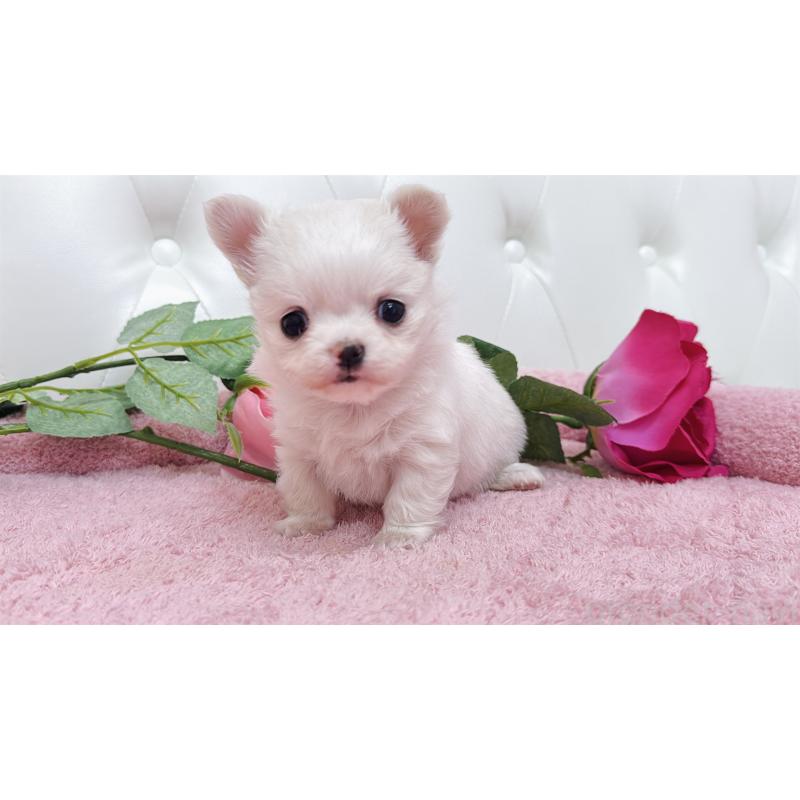 販売中の埼玉県のチワワ(ロングコート)-432344の7枚目