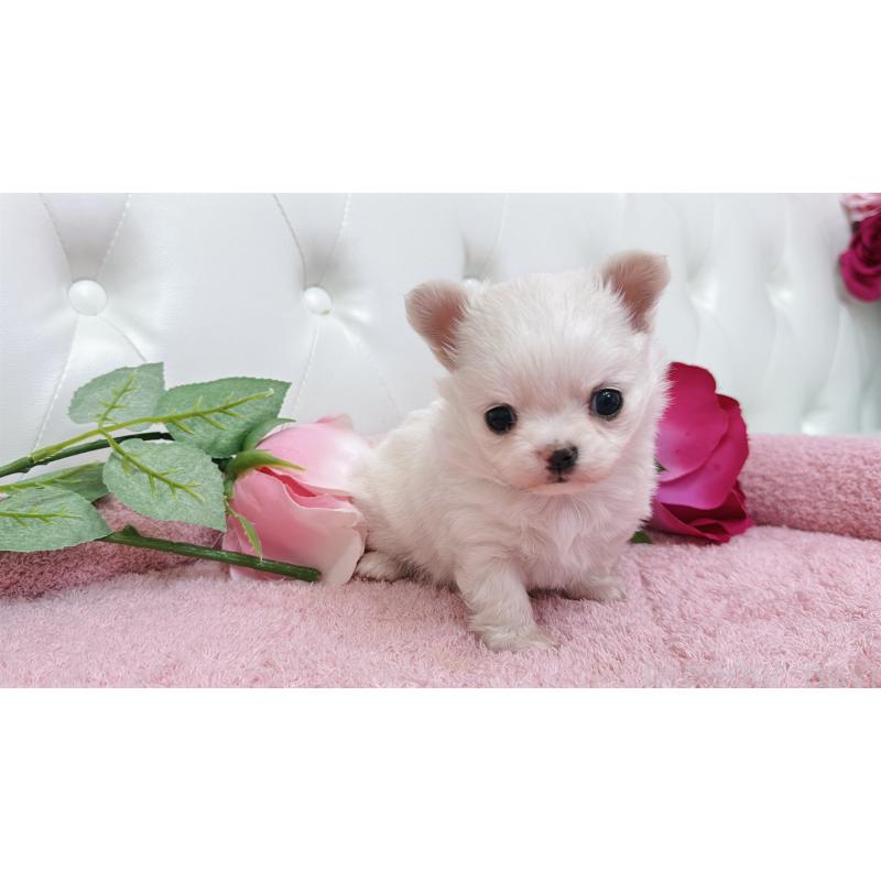 販売中の埼玉県のチワワ(ロングコート)-432344の6枚目