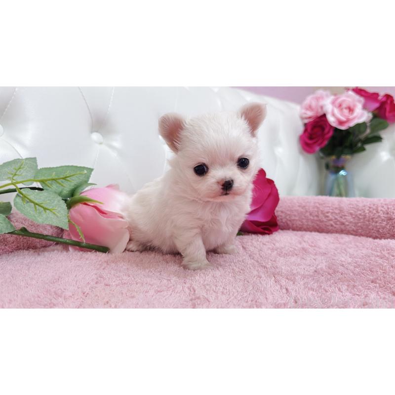 販売中の埼玉県のチワワ(ロングコート)-432344の5枚目