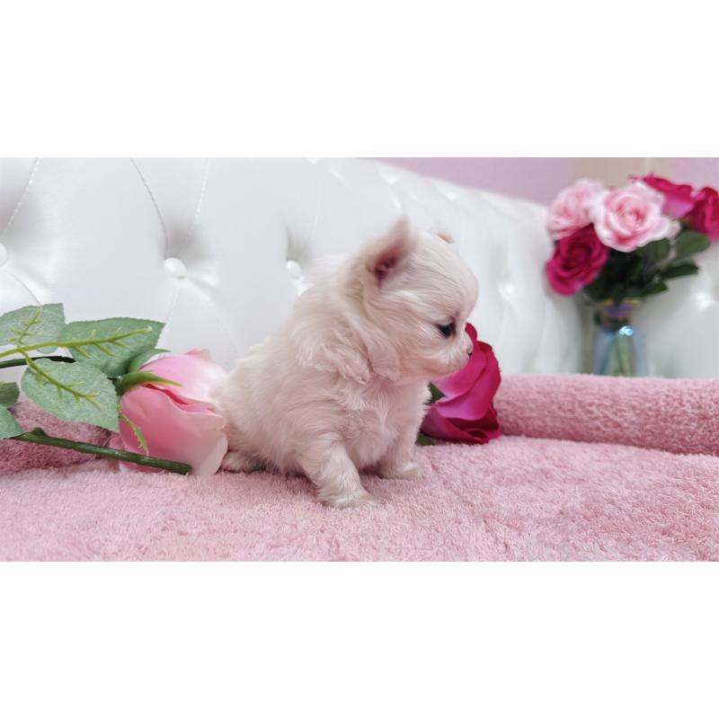 販売中の埼玉県のチワワ(ロングコート)-432344の4枚目