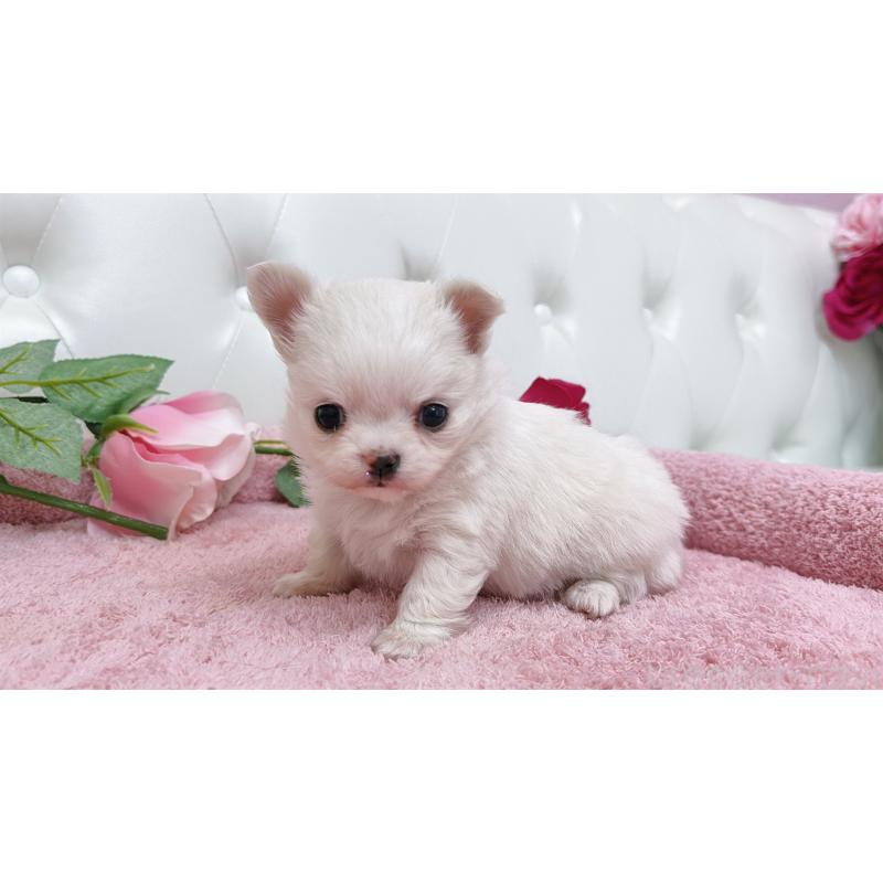 販売中の埼玉県のチワワ(ロングコート)-432344の3枚目