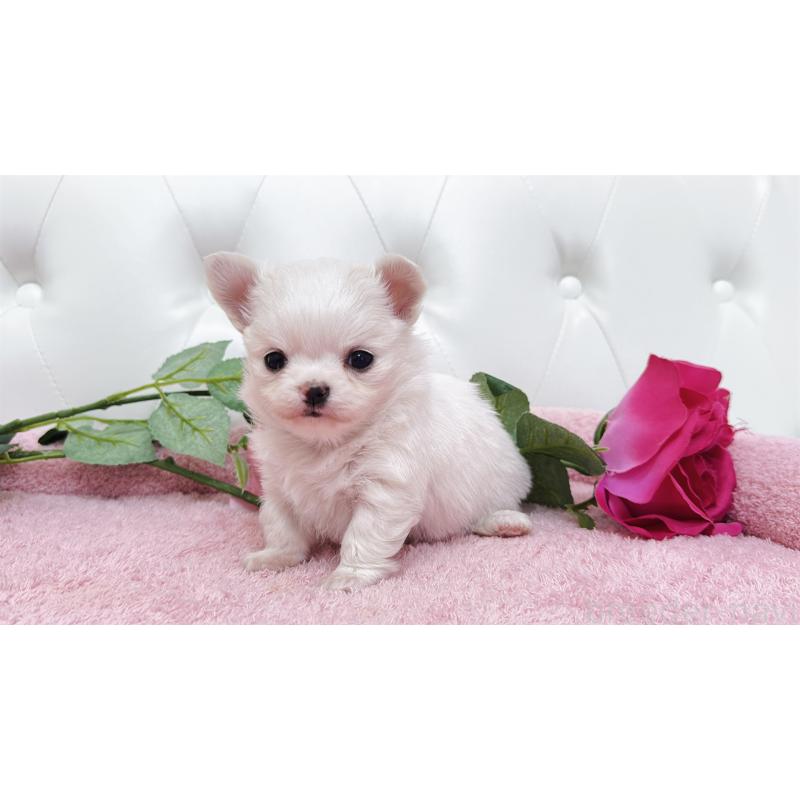 販売中の埼玉県のチワワ(ロングコート)-432344の2枚目