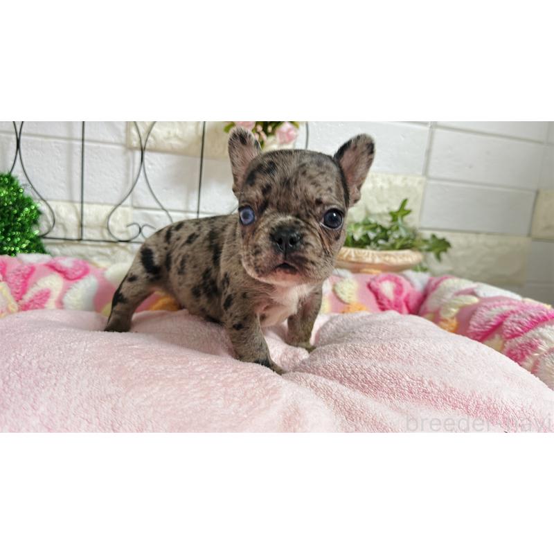 販売中の埼玉県のフレンチブルドッグ-432346の1枚目