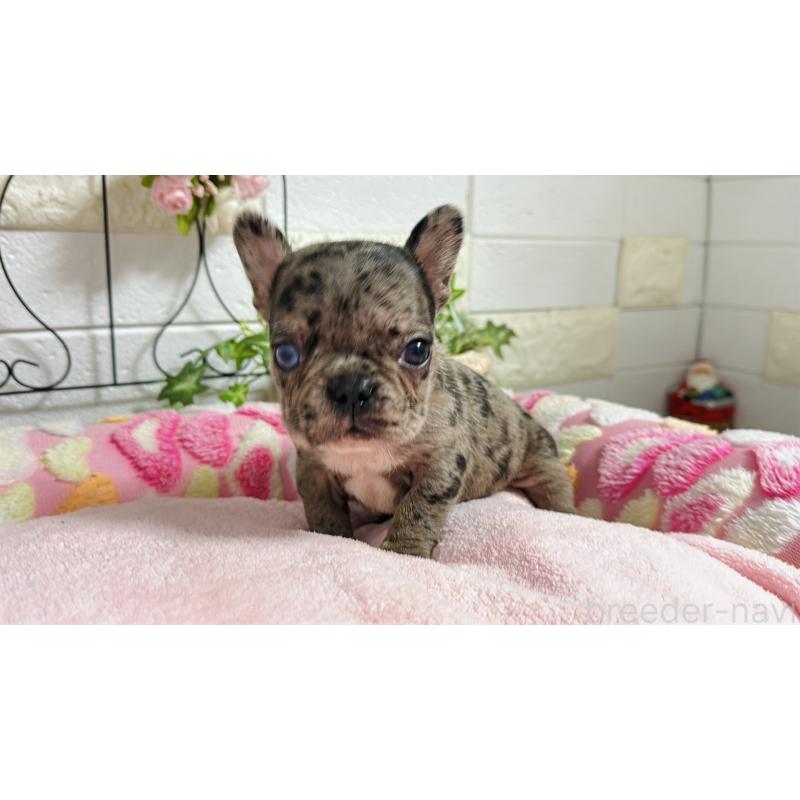 販売中の埼玉県のフレンチブルドッグ-432346の18枚目