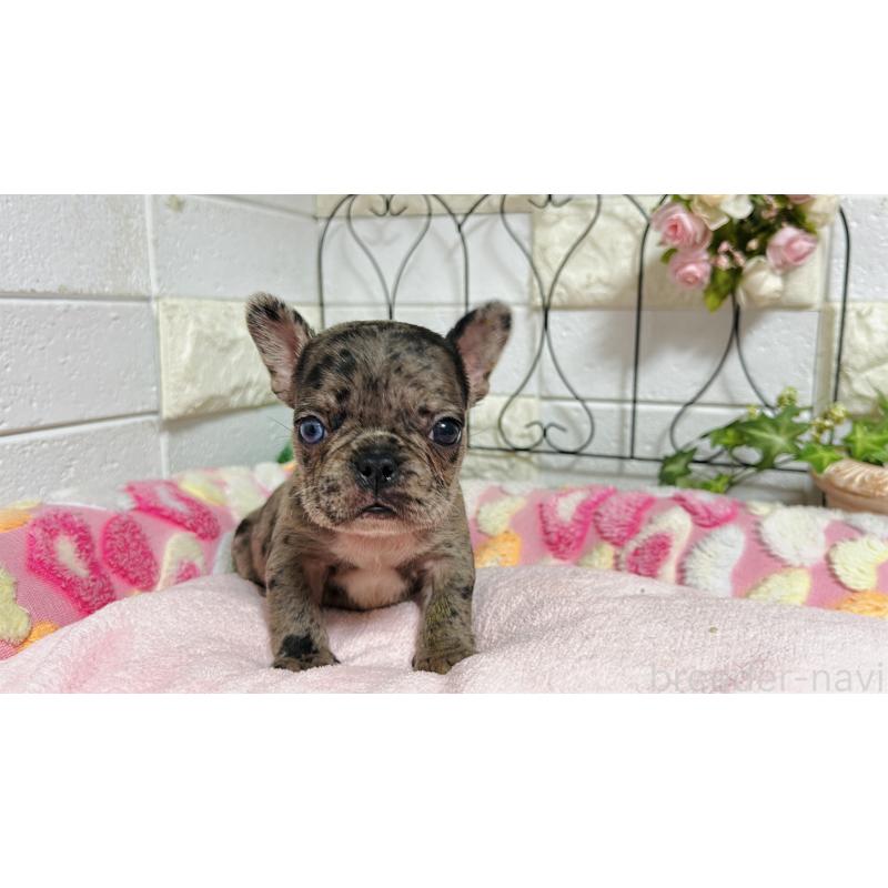 販売中の埼玉県のフレンチブルドッグ-432346の17枚目