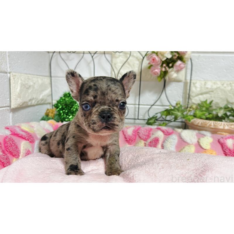 販売中の埼玉県のフレンチブルドッグ-432346の16枚目