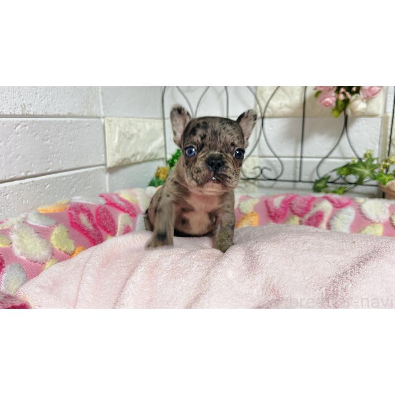 販売中の埼玉県のフレンチブルドッグ-432346の15枚目