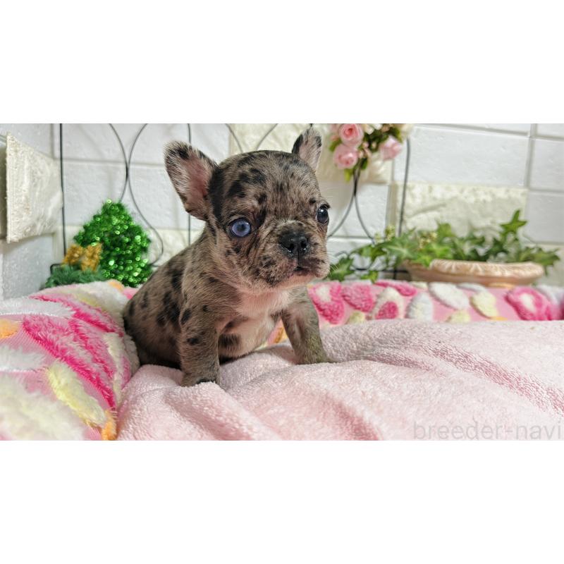 販売中の埼玉県のフレンチブルドッグ-432346の14枚目