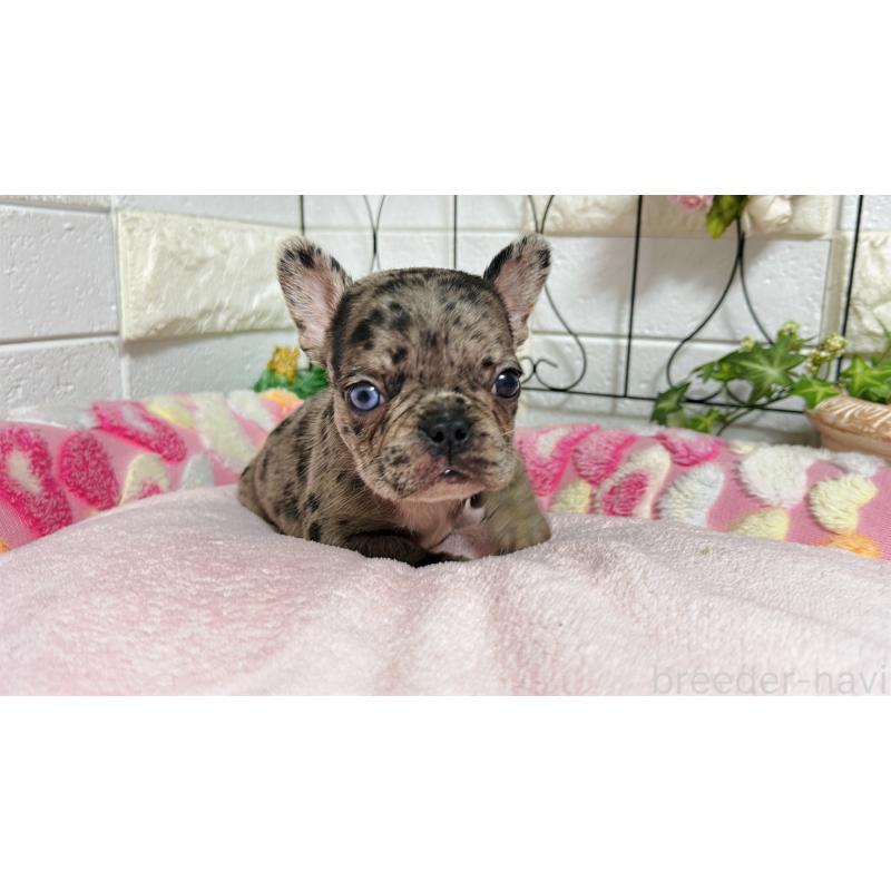 販売中の埼玉県のフレンチブルドッグ-432346の13枚目