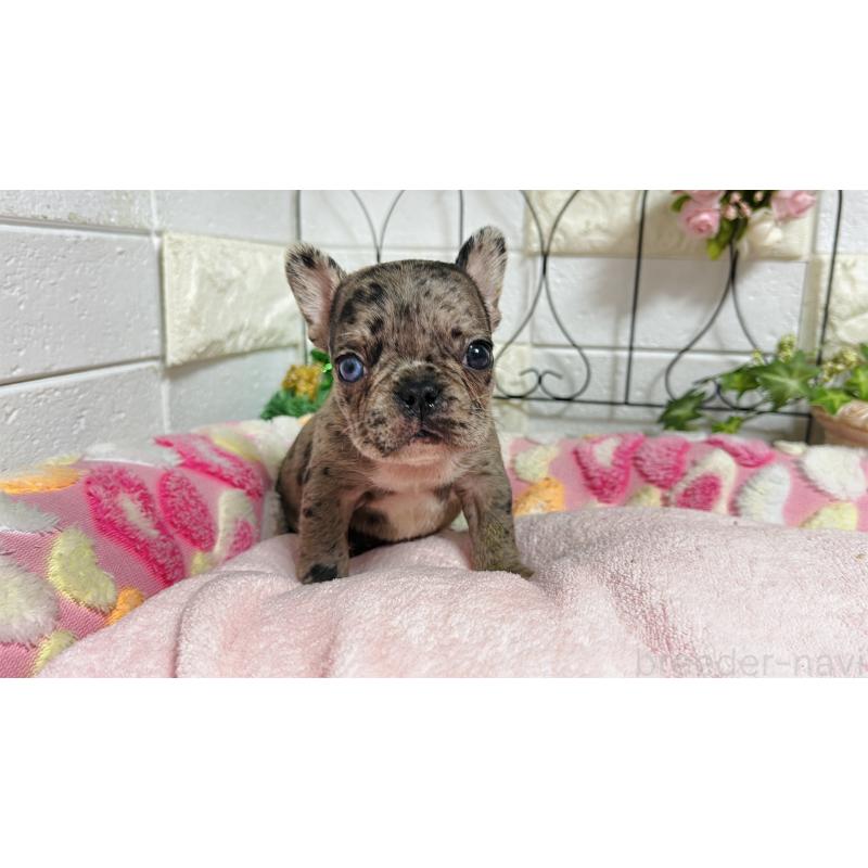 販売中の埼玉県のフレンチブルドッグ-432346の12枚目