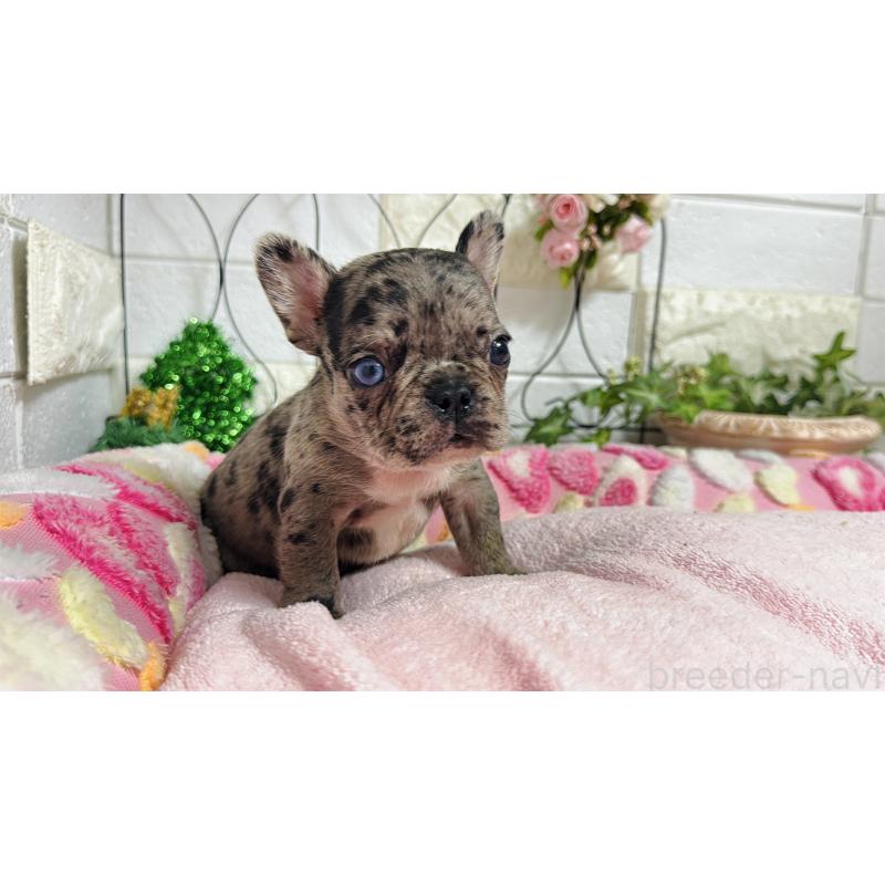 販売中の埼玉県のフレンチブルドッグ-432346の11枚目