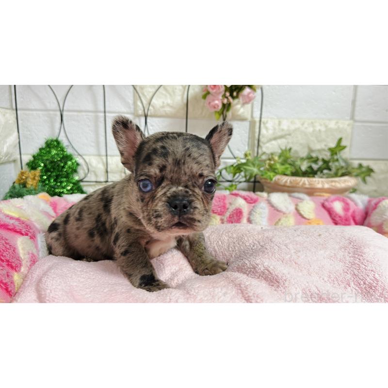 販売中の埼玉県のフレンチブルドッグ-432346の10枚目