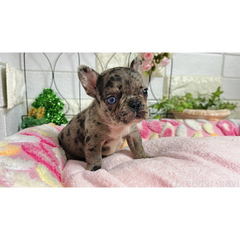 販売中の埼玉県のフレンチブルドッグ-432346の9枚目