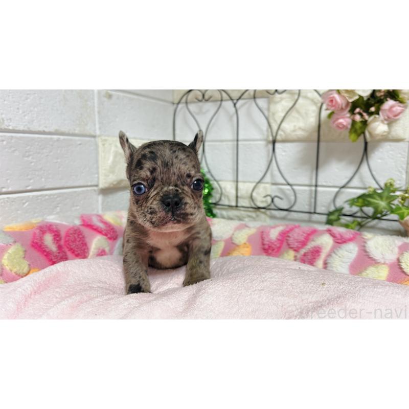 販売中の埼玉県のフレンチブルドッグ-432346の8枚目