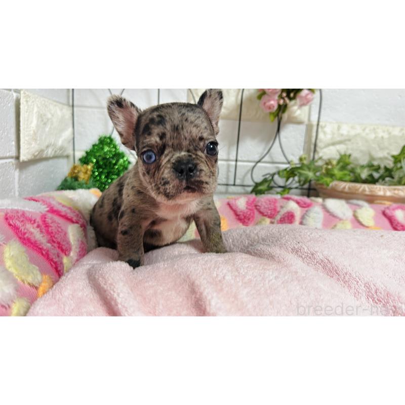 販売中の埼玉県のフレンチブルドッグ-432346の7枚目