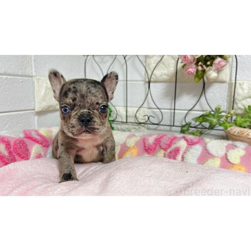 販売中の埼玉県のフレンチブルドッグ-432346の6枚目