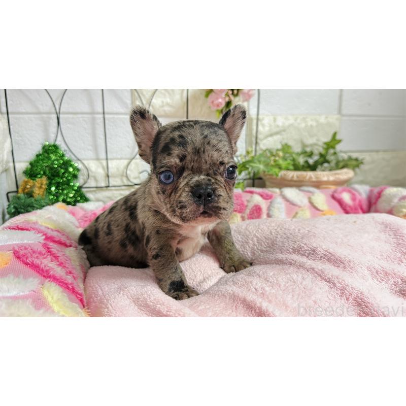 販売中の埼玉県のフレンチブルドッグ-432346の5枚目