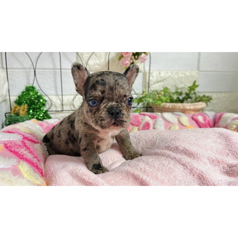 販売中の埼玉県のフレンチブルドッグ-432346の4枚目