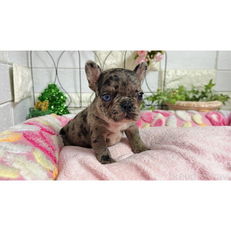 販売中の埼玉県のフレンチブルドッグ-432346の3枚目