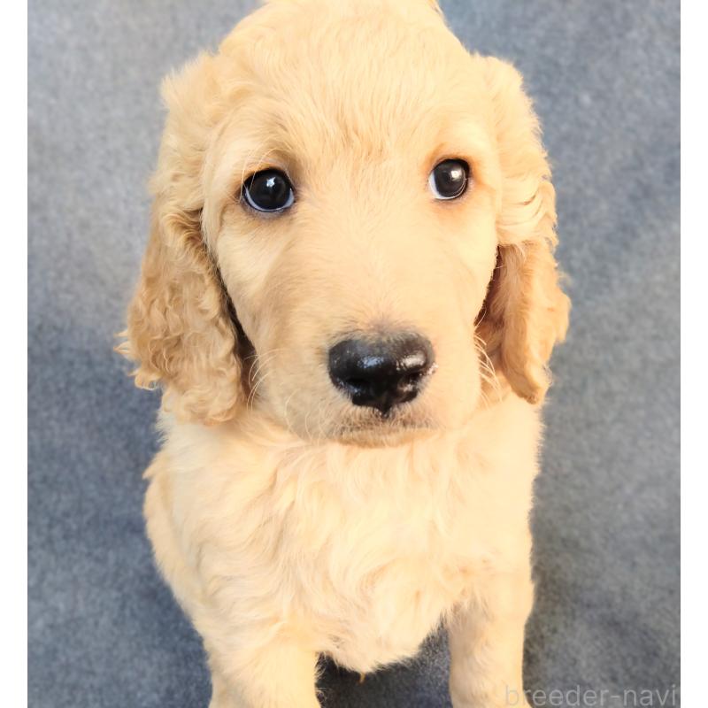 販売中の兵庫県のゴールデンドゥードル:ゴールデンレトリーバー×プードル-427960の2枚目