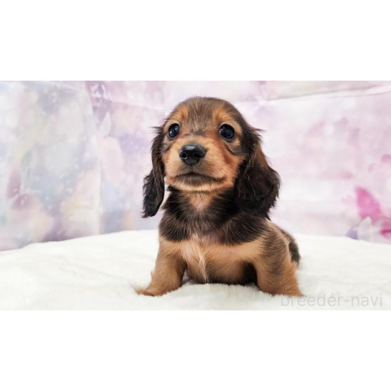 販売中の大阪府のミニチュアダックスフンド(ロングヘアード)-432347の5枚目