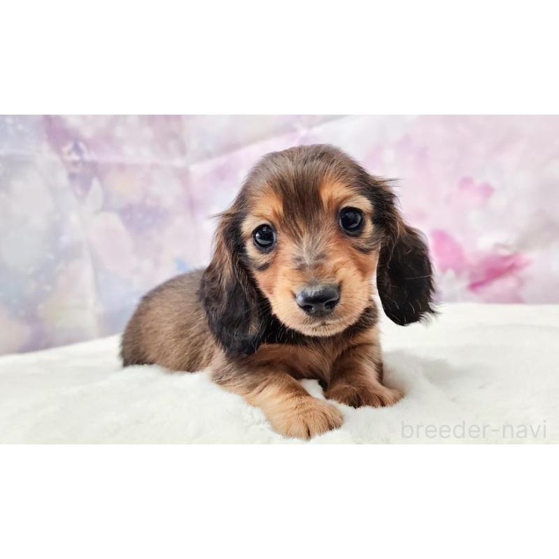 販売中の大阪府のミニチュアダックスフンド(ロングヘアード)-432347の4枚目