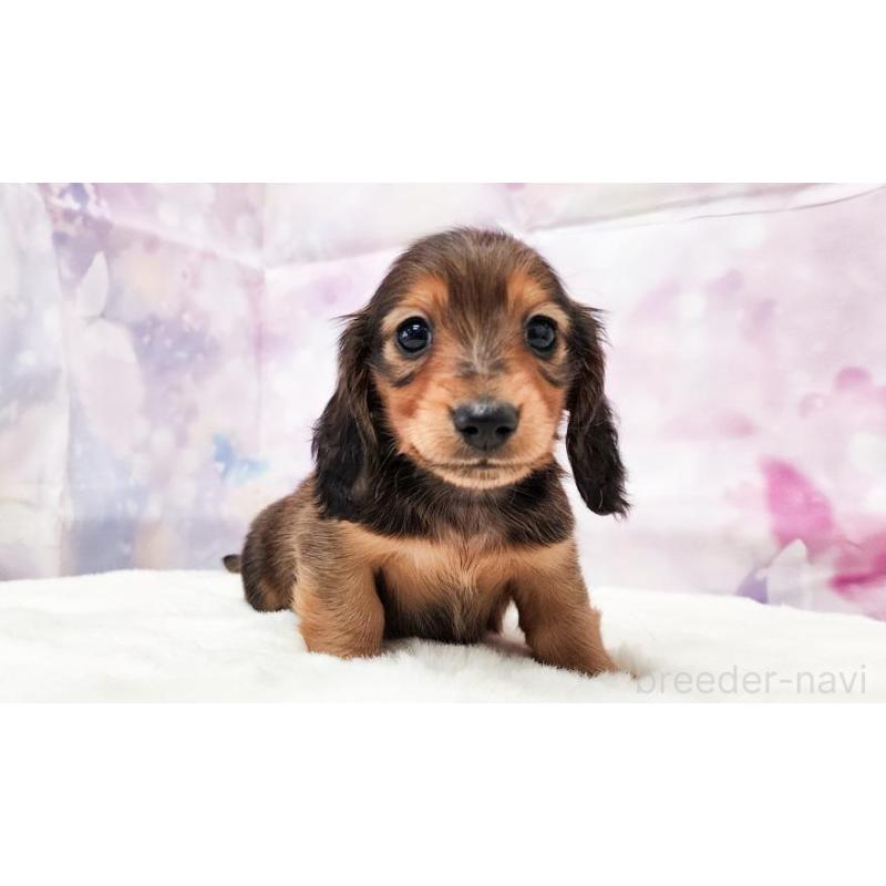 販売中の大阪府のミニチュアダックスフンド(ロングヘアード)-432347の3枚目