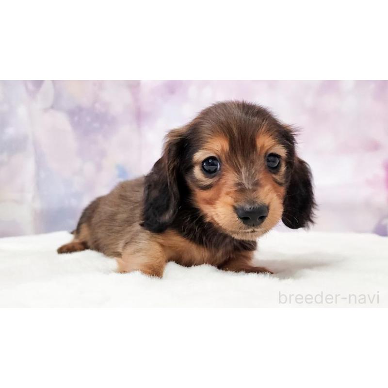 販売中の大阪府のミニチュアダックスフンド(ロングヘアード)-432347の2枚目