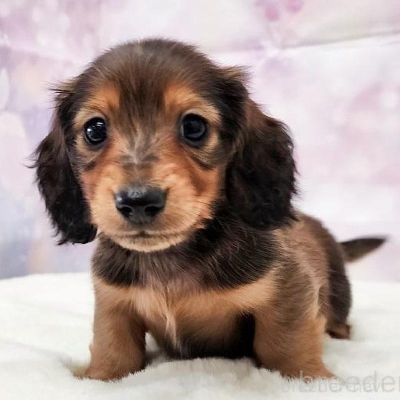 販売中の大阪府のミニチュアダックスフンド(ロングヘアード)-432347