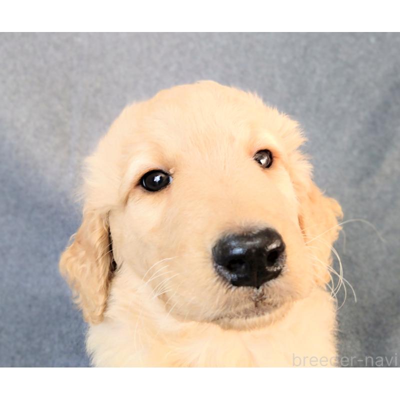 販売中の兵庫県のゴールデンドゥードル:ゴールデンレトリーバー×プードル-424185の3枚目
