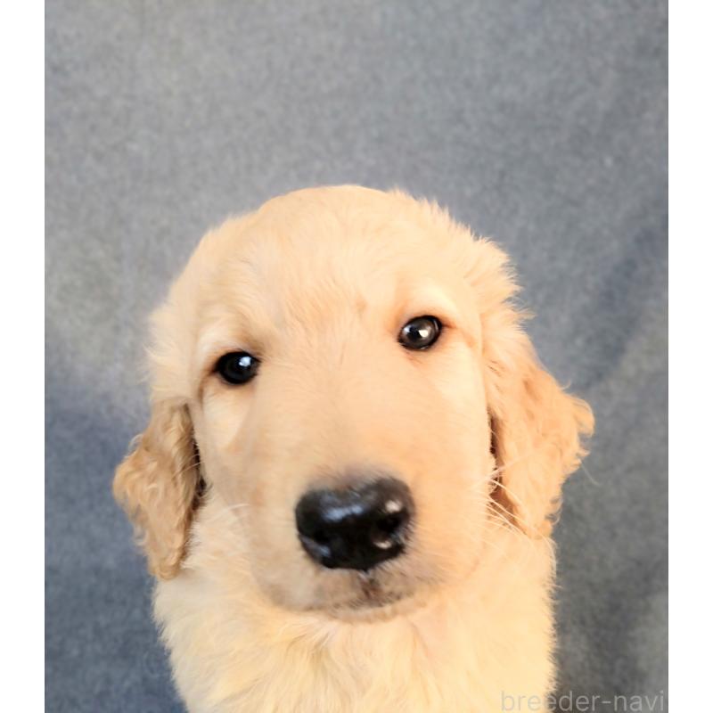 販売中の兵庫県のゴールデンドゥードル:ゴールデンレトリーバー×プードル-424185の2枚目