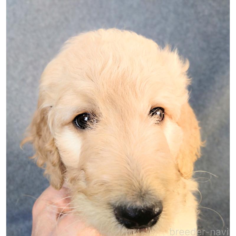販売中の兵庫県のゴールデンドゥードル:ゴールデンレトリーバー×プードル-427961の2枚目