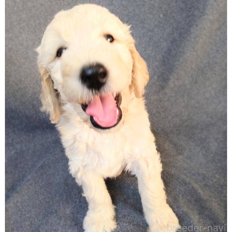 成約済の兵庫県のゴールデンドゥードル:ゴールデンレトリーバー×プードル-427963の3枚目