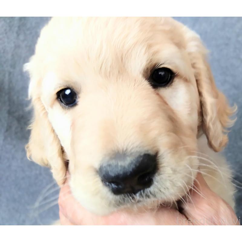 商談中の兵庫県のゴールデンドゥードル:ゴールデンレトリーバー×プードル-428070の3枚目
