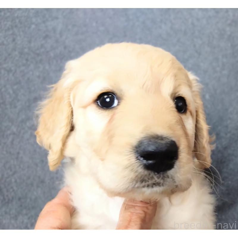 商談中の兵庫県のゴールデンドゥードル:ゴールデンレトリーバー×プードル-428070の2枚目