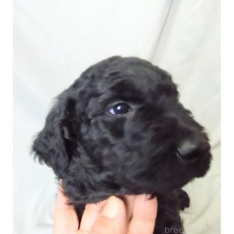 商談中の兵庫県のゴールデンドゥードル:ゴールデンレトリーバー×プードル-427965の3枚目