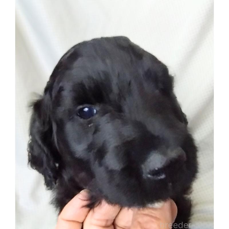 商談中の兵庫県のゴールデンドゥードル:ゴールデンレトリーバー×プードル-427965の2枚目