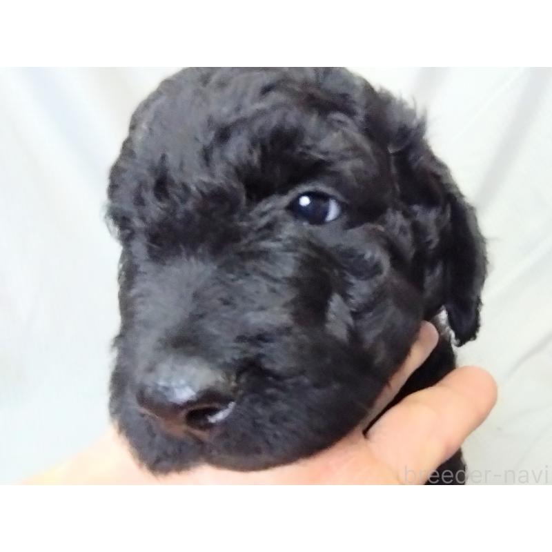 販売中の兵庫県のゴールデンドゥードル:ゴールデンレトリーバー×プードル-428076の4枚目