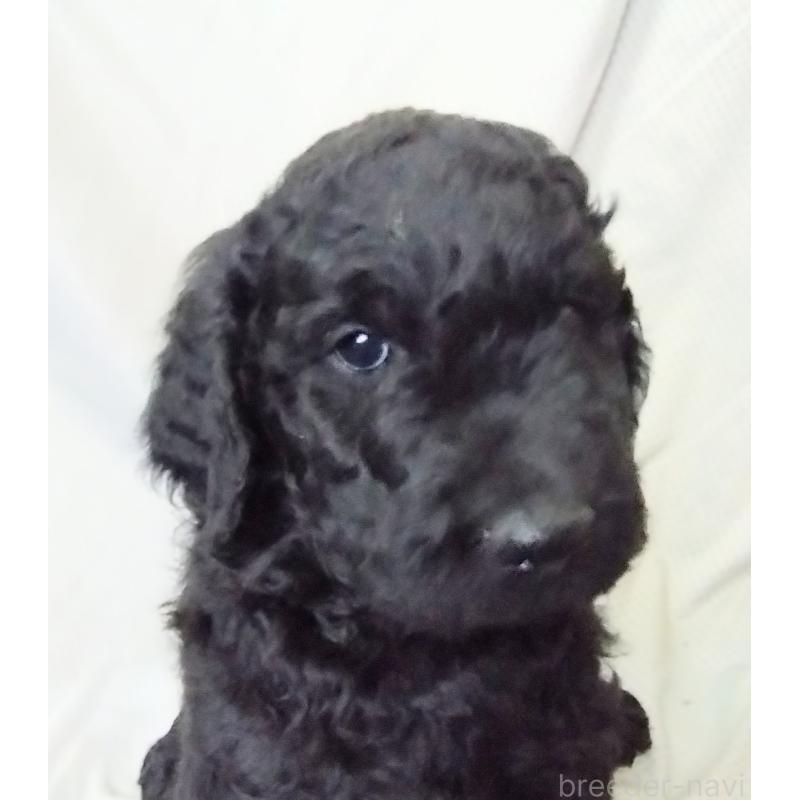 販売中の兵庫県のゴールデンドゥードル:ゴールデンレトリーバー×プードル-428076の3枚目