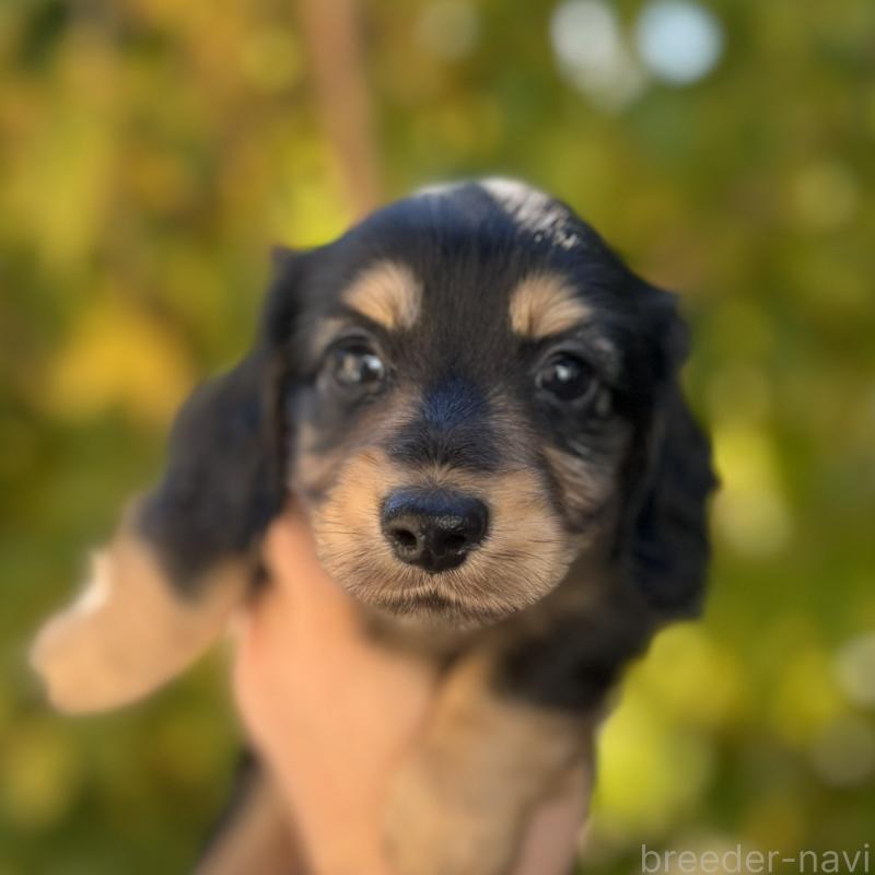 販売中の福岡県のミニチュアダックスフンド(ロングヘアード)-429932