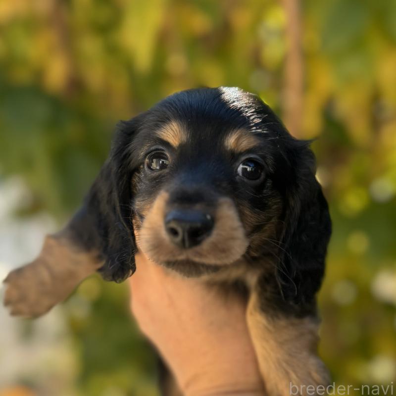 販売中の福岡県のミニチュアダックスフンド(ロングヘアード)-429933