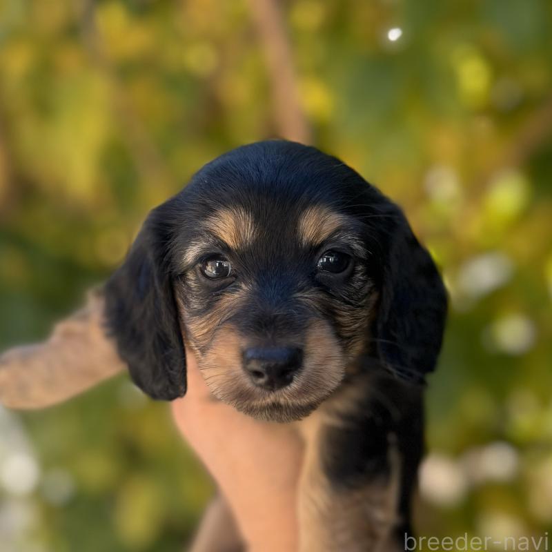 販売中の福岡県のミニチュアダックスフンド(ロングヘアード)-429934