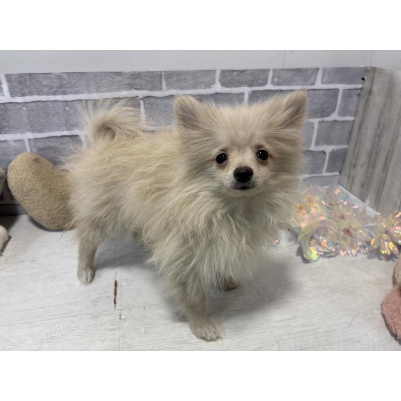 販売中の東京都のポメラニアン-424041の5枚目