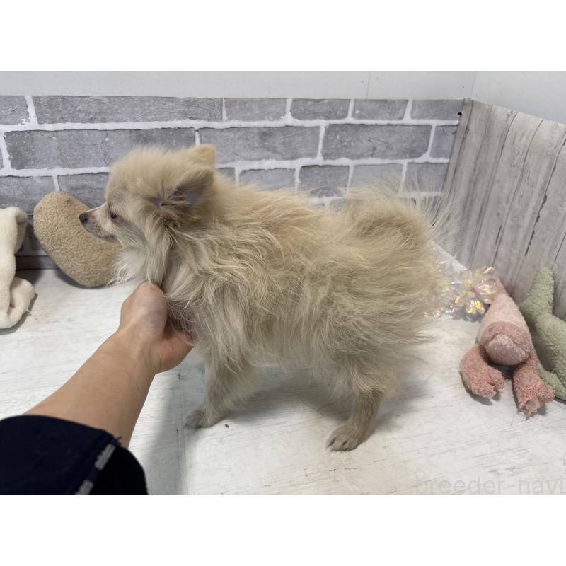 販売中の東京都のポメラニアン-424041の4枚目