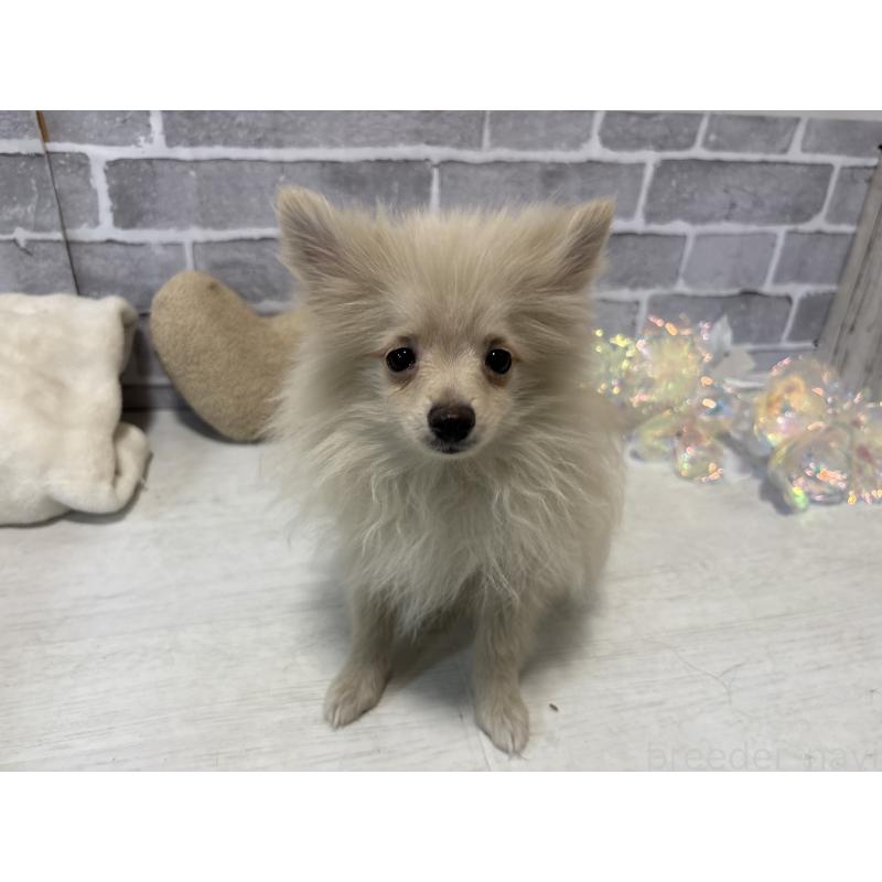 販売中の東京都のポメラニアン-424041の3枚目